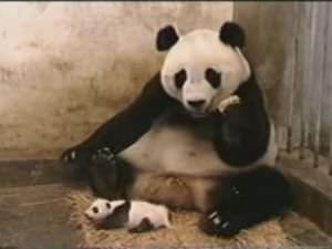 niezende baby panda geld verdienen met youtube