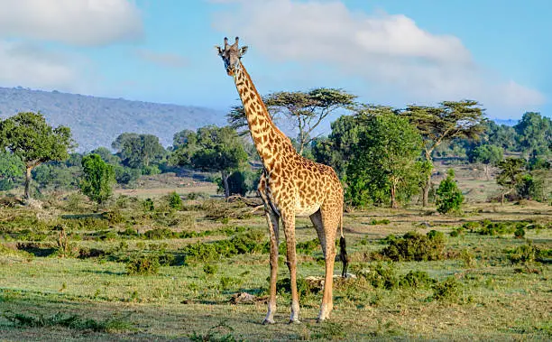 Masai Mara Kenia